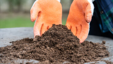 Kosten für Mutterboden im Check: So viel zahlen Sie wirklich für den perfekten Gartenboden