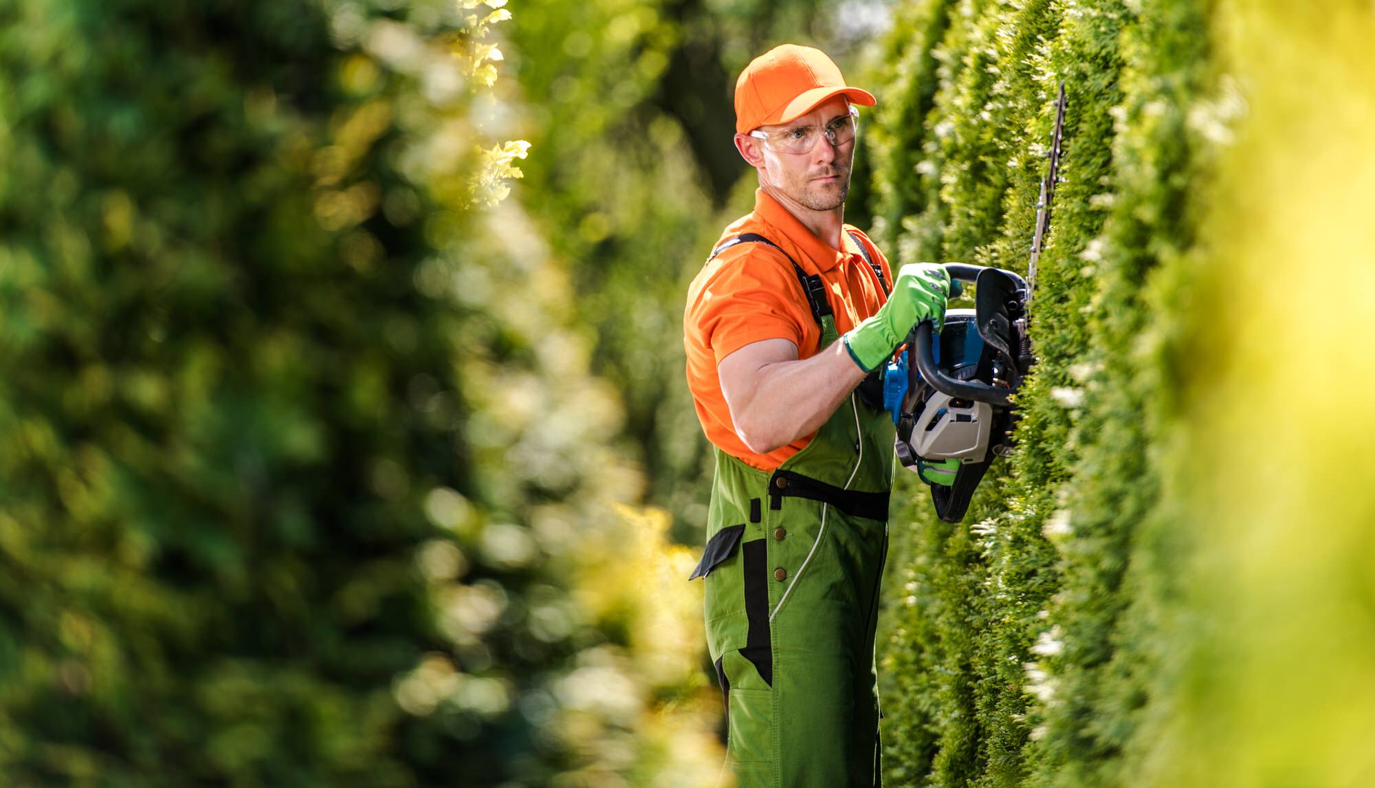 Klare Kanten, klare Kosten Preise und Tipps zum Hecke schneiden