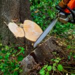 Baumschnitt-Kosten