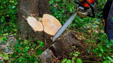 Wie viel kostet ein professioneller Baumschnitt wirklich?