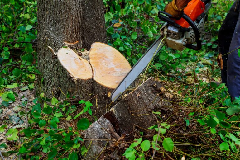 Wie viel kostet ein professioneller Baumschnitt wirklich?
